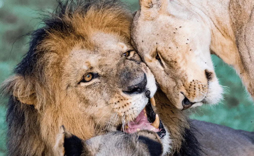 Africa packing essentials